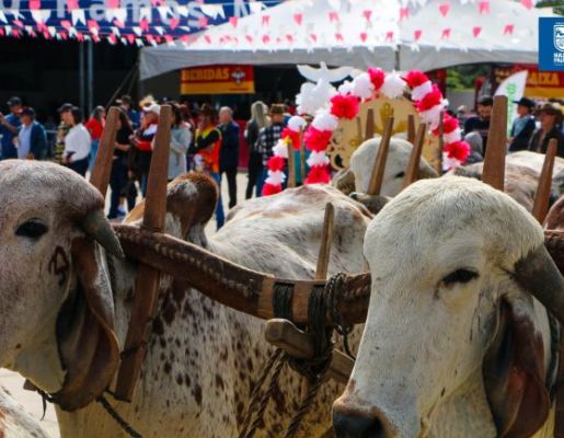 Foto - Chegada da Paçoca emociona Nazaré Paulista com fé, tradição e música no início da Festa do Divino 2025