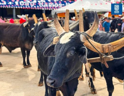 Foto - Chegada da Paçoca emociona Nazaré Paulista com fé, tradição e música no início da Festa do Divino 2025