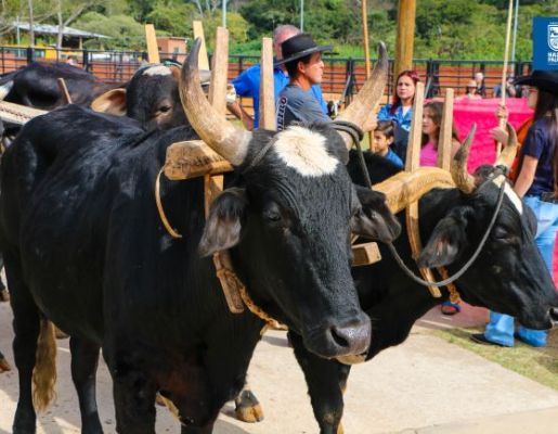 Foto - Chegada da Paçoca emociona Nazaré Paulista com fé, tradição e música no início da Festa do Divino 2025