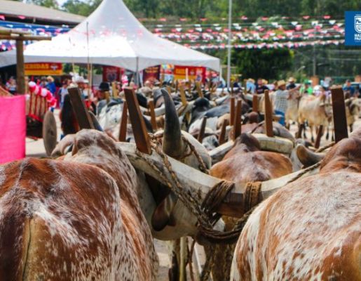 Foto - Chegada da Paçoca emociona Nazaré Paulista com fé, tradição e música no início da Festa do Divino 2025