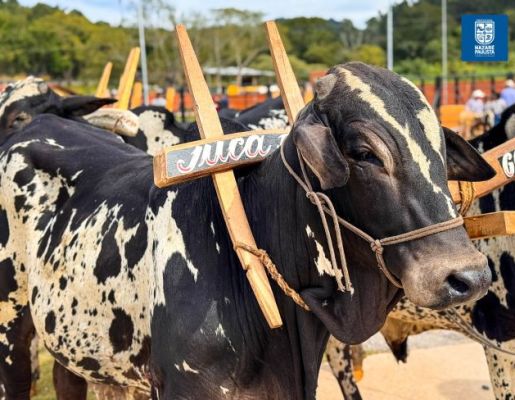 Foto - Chegada da Paçoca emociona Nazaré Paulista com fé, tradição e música no início da Festa do Divino 2025