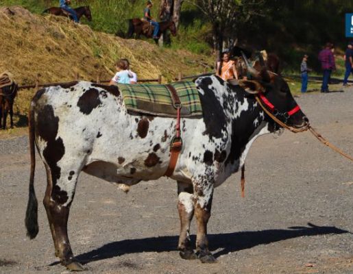 Foto - Chegada da Paçoca 2023