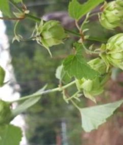 Foto - Da Morada